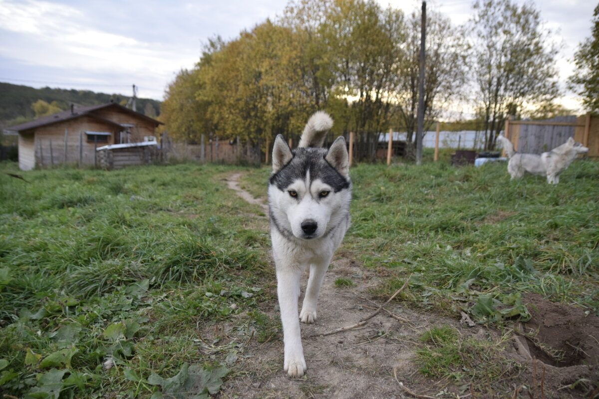 Вот это Шанс первый виновник торжества. 