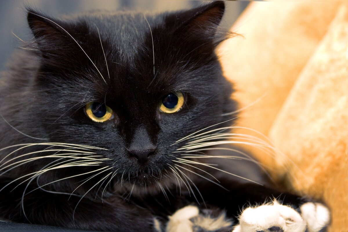 Темные коты. Чёрный кот. Черный. Красивый черный кот. Кот чо