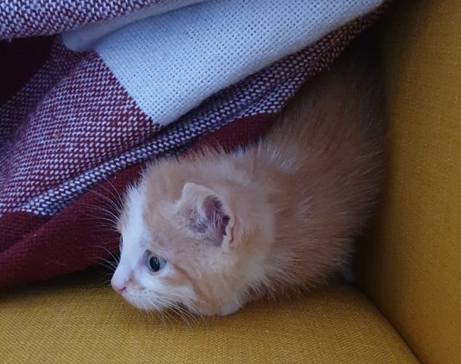 Кошачий мальчик Золотко (1,5 месяца), ищет дом