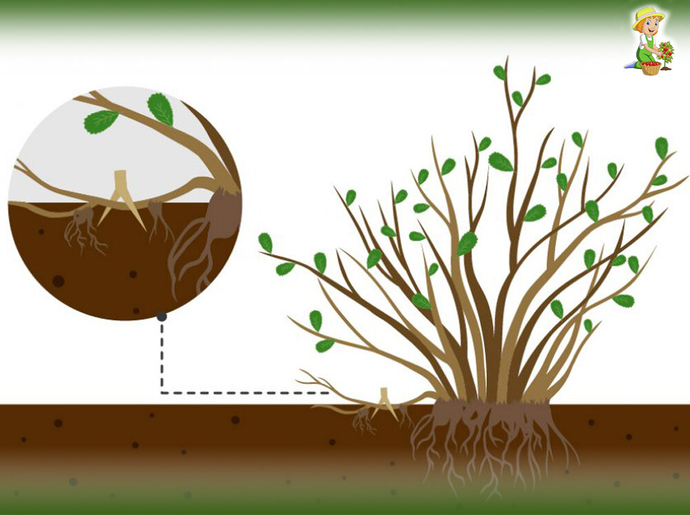 3 способа размножения смородины, которыми пользуются опытные садоводы. Рассказываю подробно.