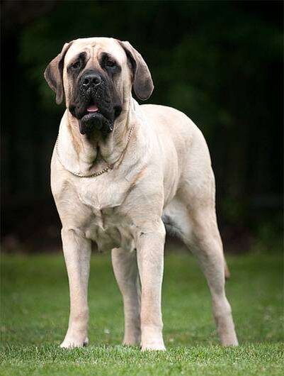 Фото представителя данной породы. 