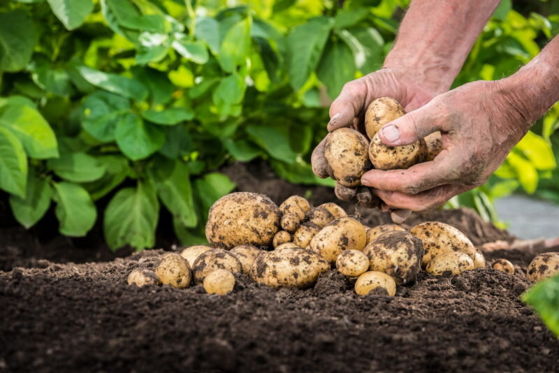 Как сажать картофель по Митлайдеру: особенности и преимуществаоригинального метода