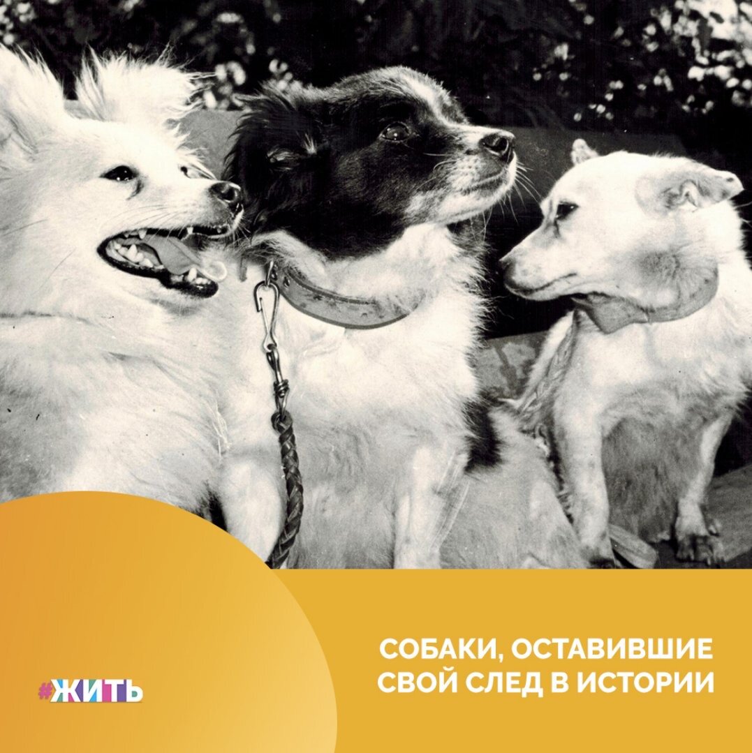 Они защищают нас, помогают нам. Собаки тысячелетиями служат человечеству. И некоторым из них удалось оставить след в истории!

Таких прекрасных историй про собак-героев - сотни! Мы хотим рассказать 8 из них. Чтобы люди помнили, что собаки - это не просто компаньоны. Это храбрые друзья, которые готовы абсолютно на всё, чтобы помочь человеку:

▶️ Белка и Стрелка: из дворняг в космонавты

Белка и Стрелка - две обычные дворняжки, которые не только совершили полёт в космос, но и благополучно вернулись на Землю. Они находились на околоземной орбите 25 часов и совершили 17 витков вокруг нашей планеты.

▶️ Пес Боб: первый там, где опасность

Боб - бесстрашный пес, который самоотверженно бросался на помощь людям, попавшим в беду. Боб всегда чувствовал, где опасность, и мигом мчался туда на помощь. За 14 лет он спас 23 утопающих.

▶️ Константин: история вечной преданности

Константин - самый верный пёс в России. В Самарской области ему даже установили памятник, чтобы люди не забывали, как выглядит настоящая преданность. А ещё про него сняли фильм.

▶️ Дворняга Пью: самая умная собака на свете

Дворняга Пью спасла новорожденного. Она не просто нашла ребенка, но и догадалась, что его срочно нужно тащить домой, чтобы тот остался жив.

▶️ Дина: истребитель танков

Овчарка по кличке Дина – героическая собака-диверсант. Она подкладывала взрывчатку под вражеские танки и эшелоны и сыграла немаловажную роль в ходе многих военных операций.

▶️ Мухтар-милосердный: история собаки-санитара

Мухтар - героический пес-санитар. Он вынес из-под огня более 400 раненых бойцов. Мухтар с санитарной сумкой на боку подползал к раненому, терпеливо ждал, когда боец себя перевяжет. Затем полз к следующему солдату.

▶️ Барри: великий сенбернар

Барри - собака-спасатель. В швейцарских Альпах, на высоте свыше 2000 метров, он спас десятки путников. Среди спасённых есть и ребёнок.

Эти собаки оставили не просто свой след в истории - они стали настоящими героями😌

А Вы знаете кого-нибудь из животных героев? Поделитесь нами своей историей🙌

#жить #проектжить #животные