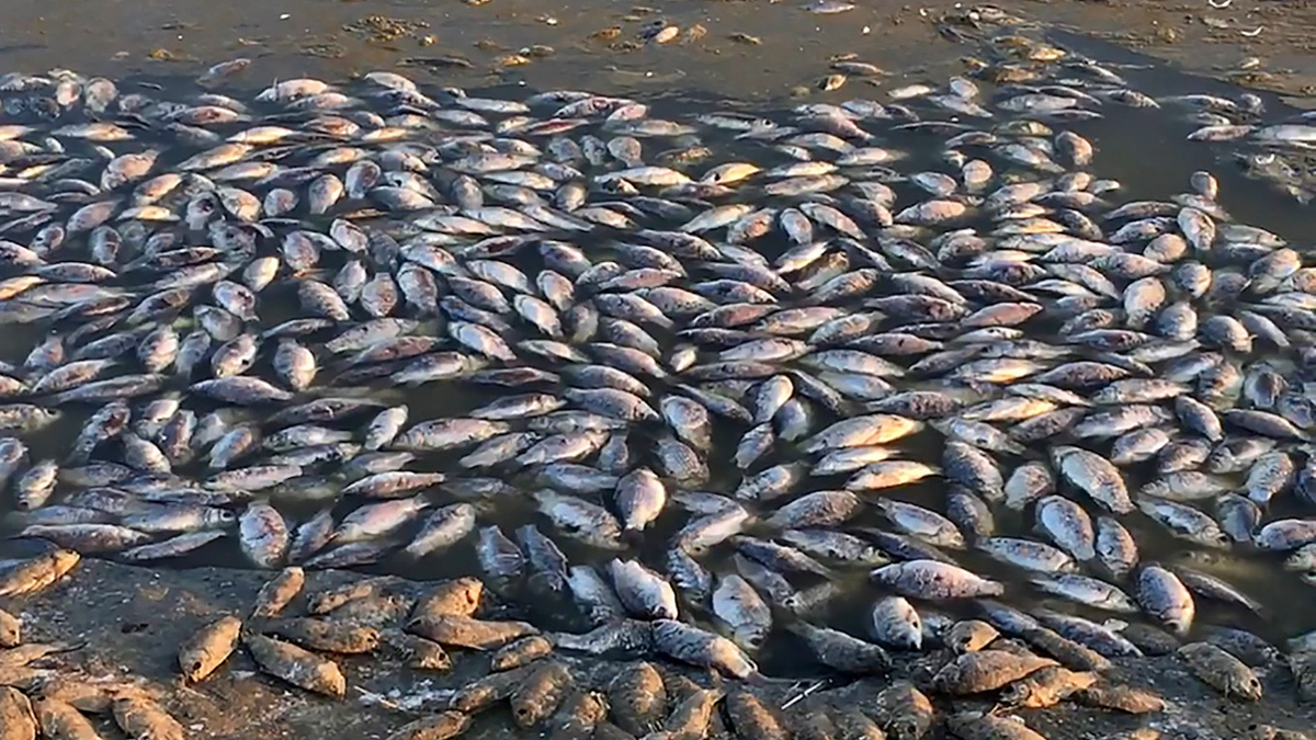 Гибель рыбы на водохранилище в Калмыкии. Замор рыбы на Битюге 2024. Мор рыбы. Массовый мор рыбы. Рыба в грязной воде