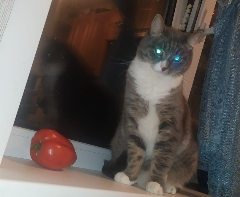 Котэ и томатэ, кото и томато.