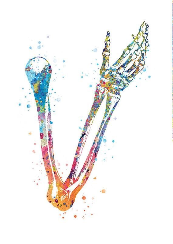 Локтевой сустав (articulatio cubiti) является сложным, то есть имеет более двух суставных поверхностей