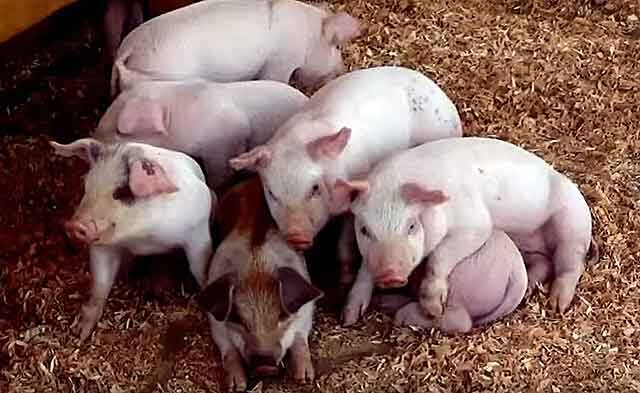 Домашнее свиноводство: как организовать успешный бизнес
