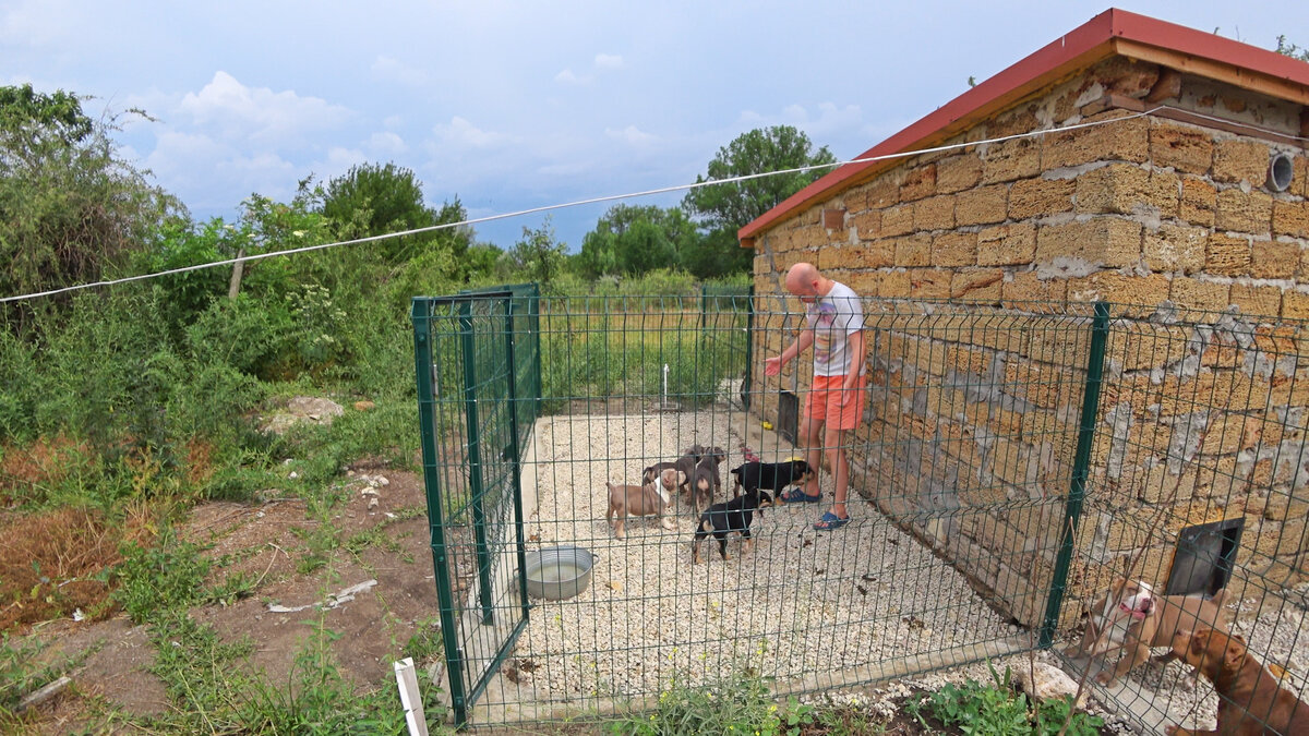 Сайт питомника собак в крыму. Собачий питомник в Крыму. Питомник собак Крым последние.