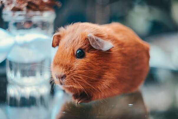 Значение стука зубами у морских свинок