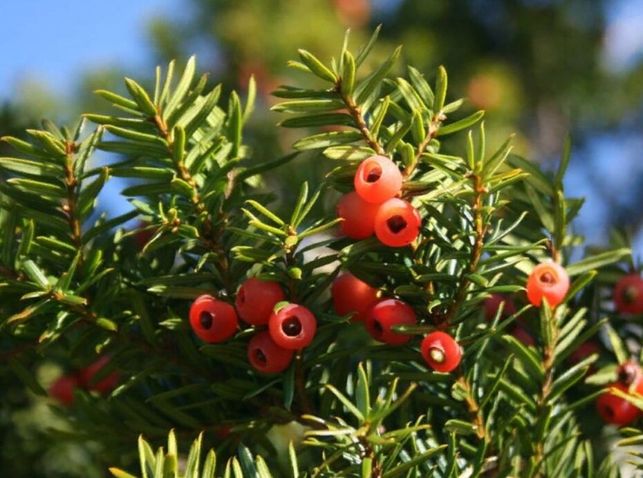 Дерево Друидов