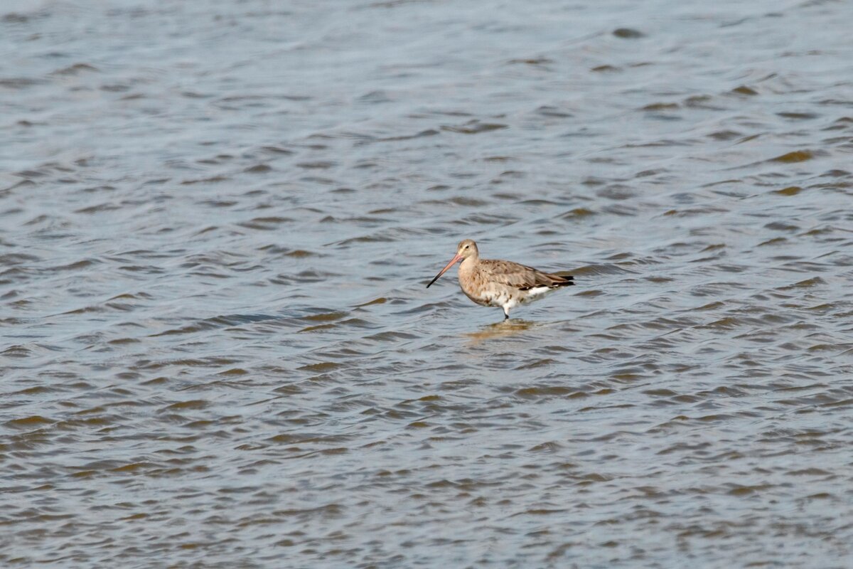 Большой веретенник
