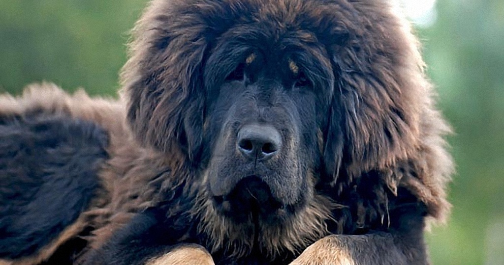 Самая дорогая порода собак.