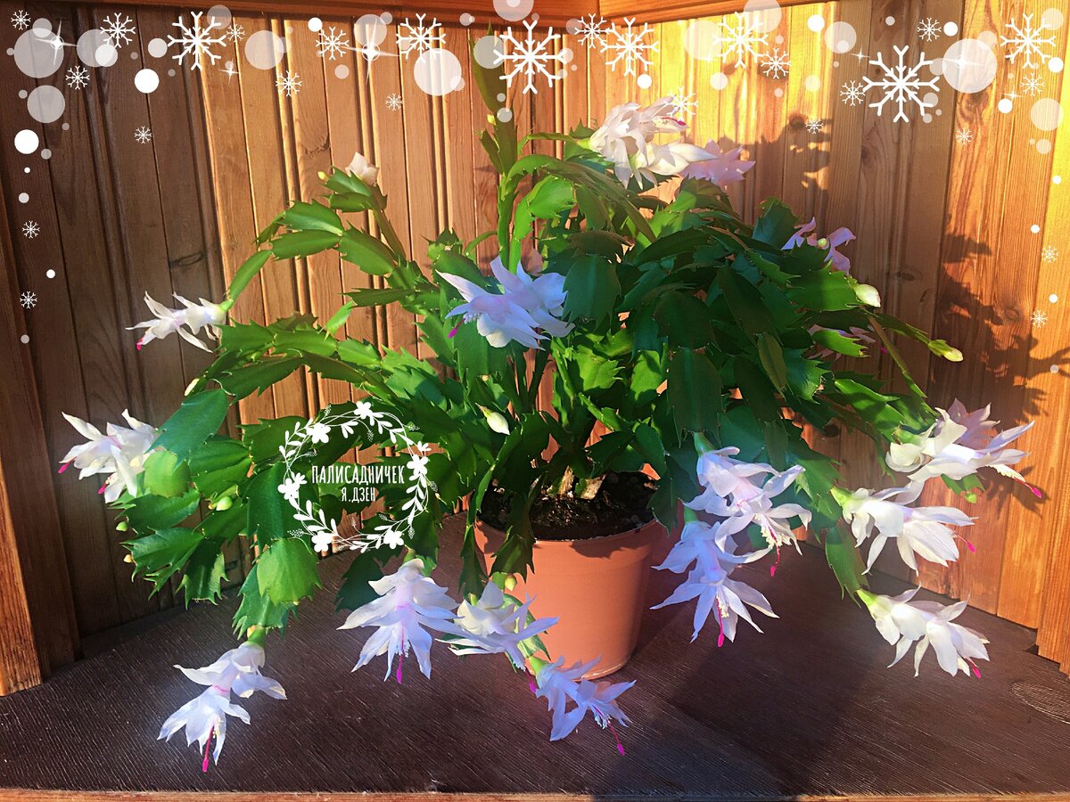 Из всех "старичков" самый старый — этот. Ему 5 лет ⏩⏩