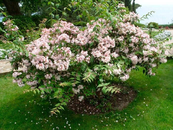 Кольквиция в цвету