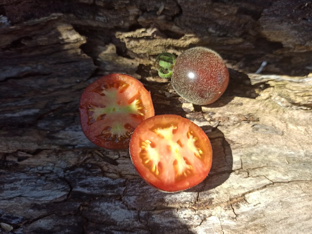 Томат Мохнатый кейт. Фото Алексей Володихин 