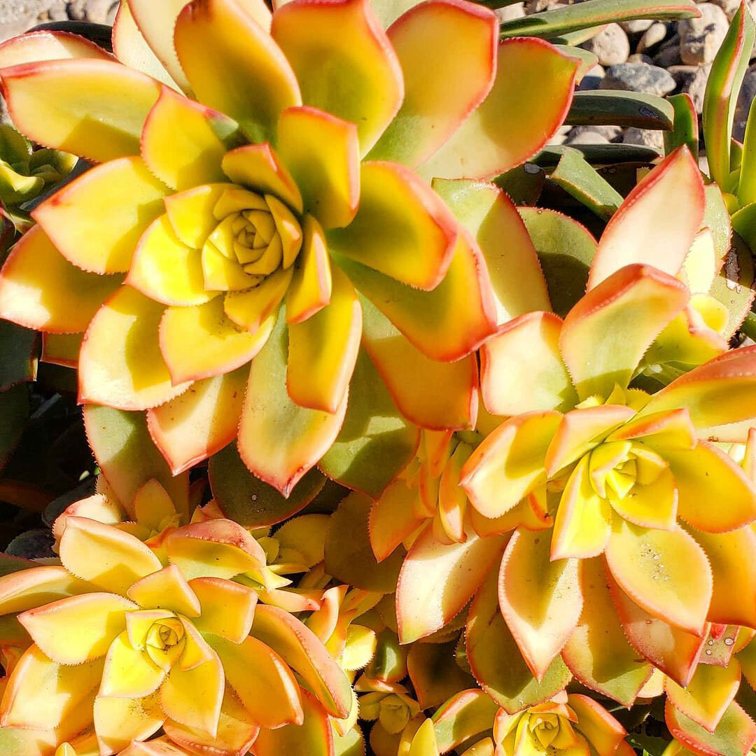 Во-первых, это может быть его натуральный цвет =) Солнечная галерея.