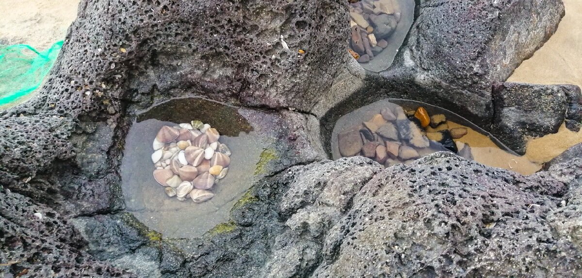 Насобирала ракушек с помощью вьетнамцев