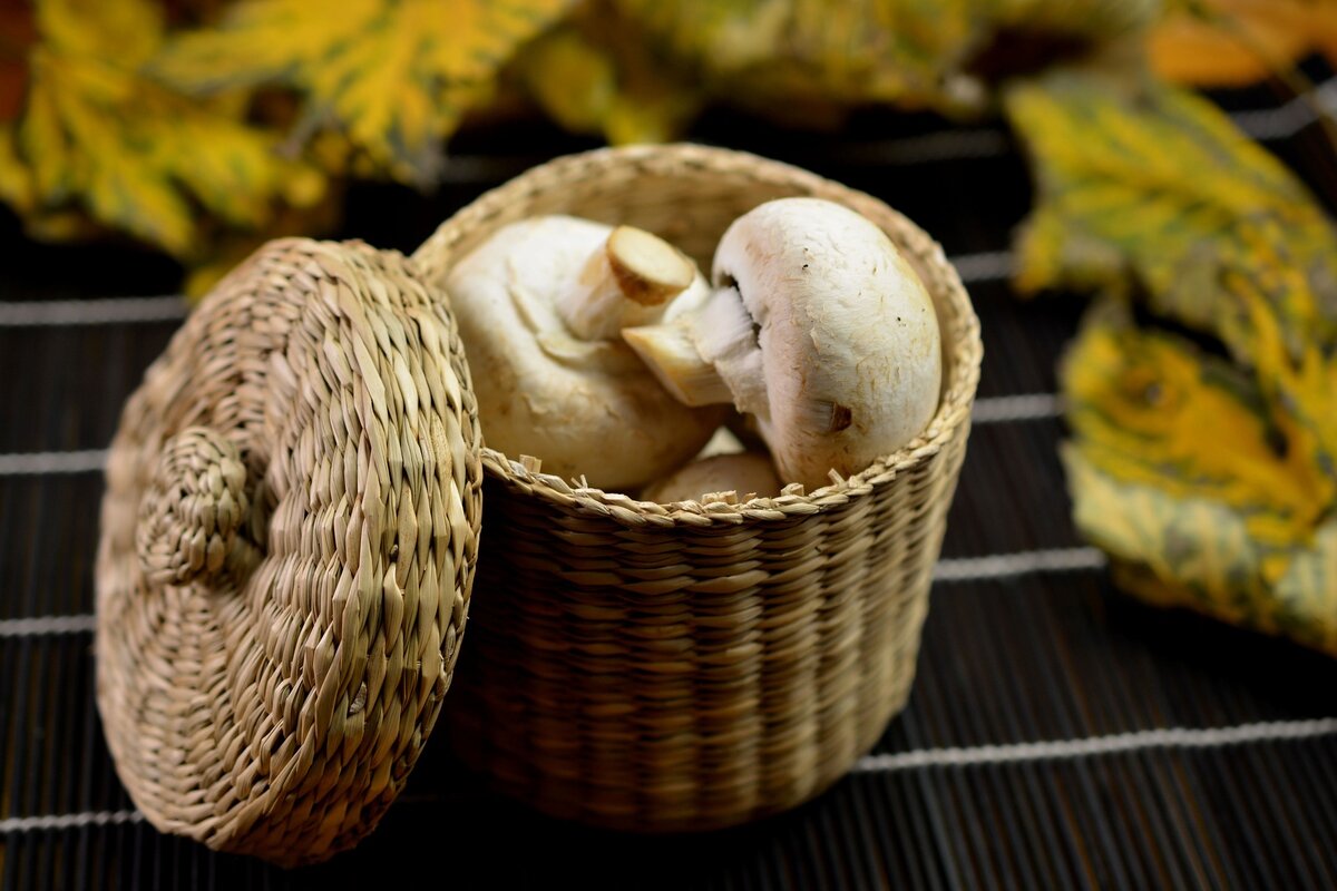 Agaricus bisporus