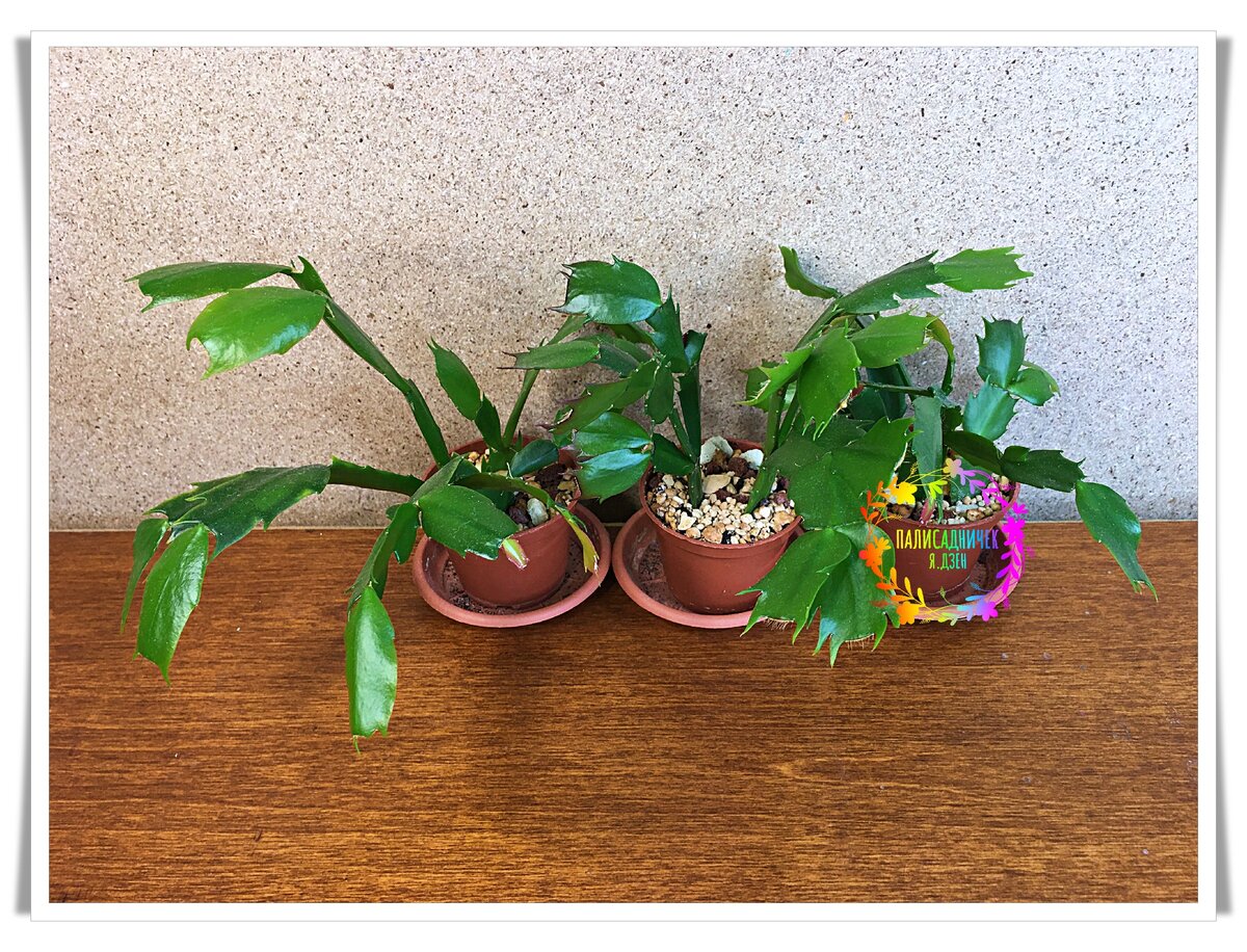 Сегодняшние модели :) ⏩⏩