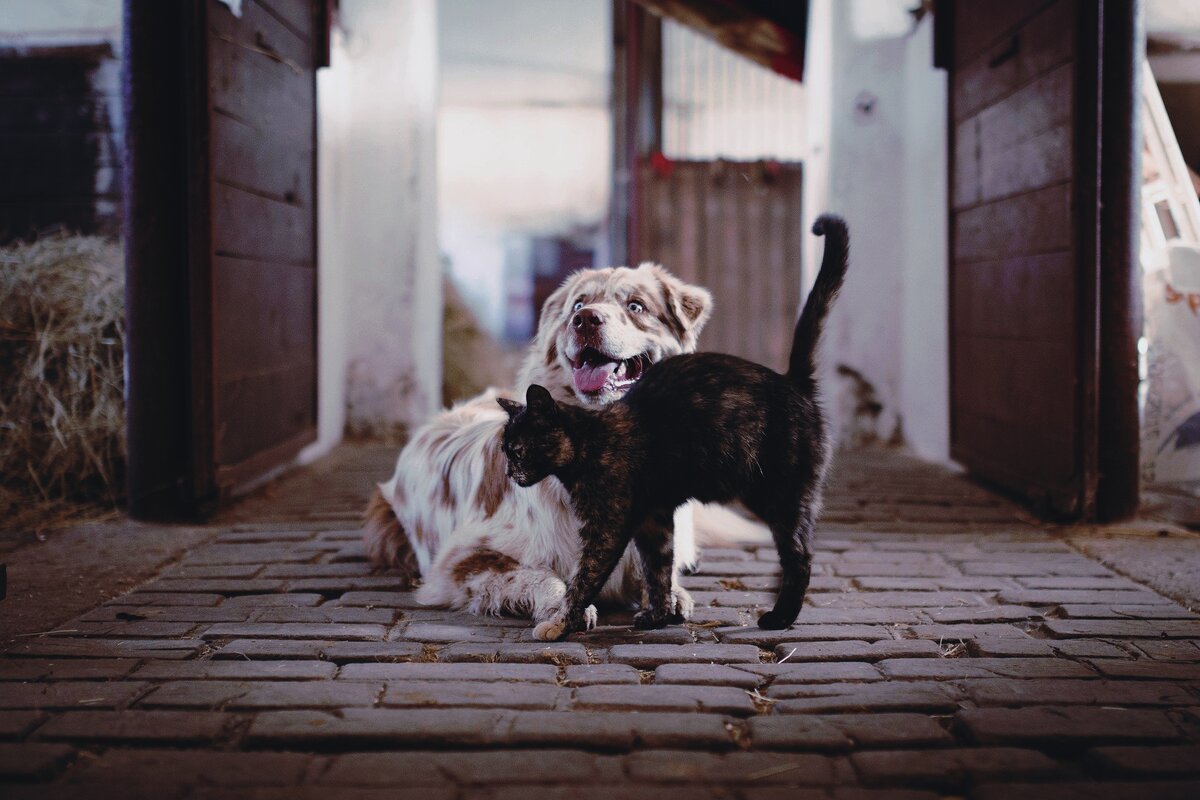 Любое животное заслуживает внимания. Не важно: кошка или собака. Все питомцы уникальные и хорошие. Не стоит обделять вниманием животное из-за того, что вы собачник или кошатник. 