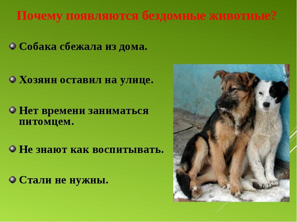 Проект на тему помощь бездомным животным 10 класс