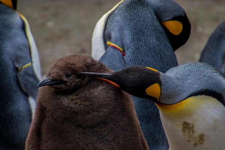Детёныш императорского пингвина