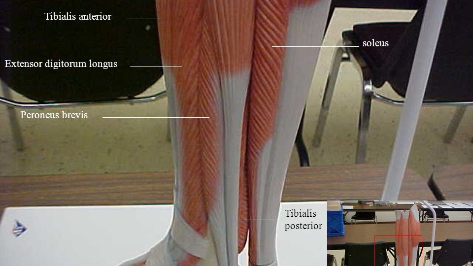 Аутотрансплантат peroneus имеет схожие функциональные результаты после пластики ПКС соизмеримые с ST. 2020 год