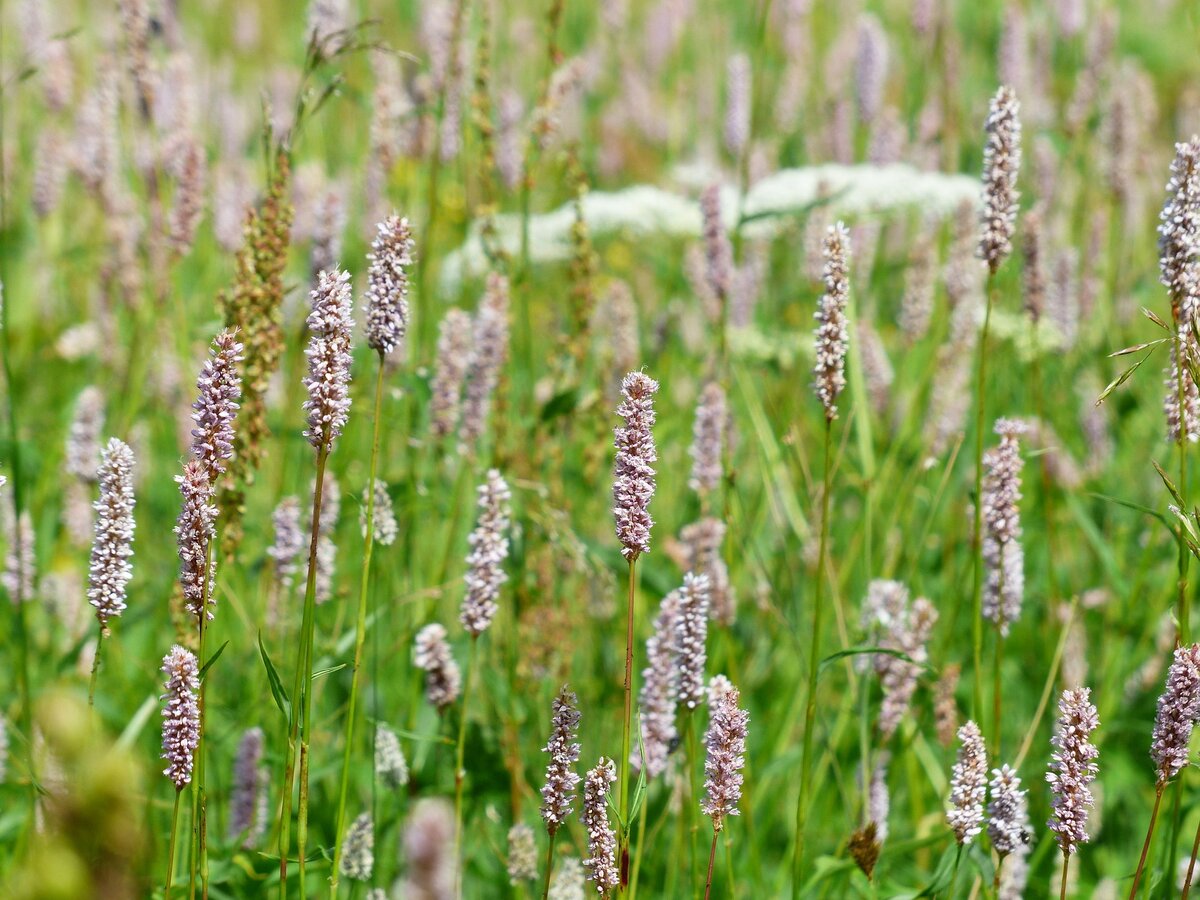 Горец. Фото взято в свободном доступе.