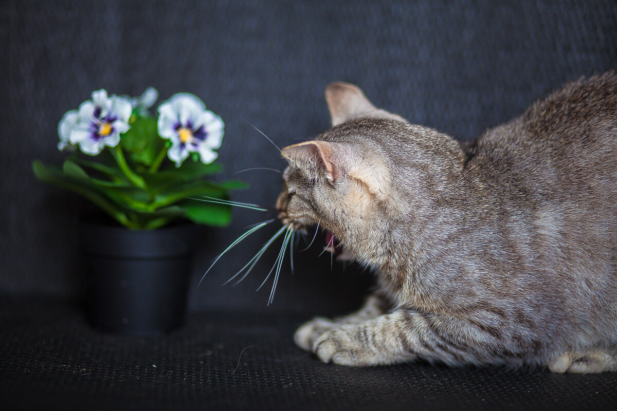 Как приручить котенка с улицы