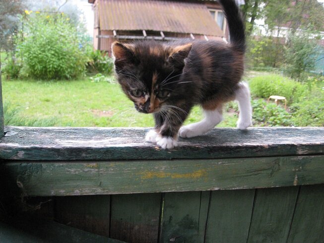 Вот такую Васюту принёс сын, пожалев брошенного котёнка. Фото автора