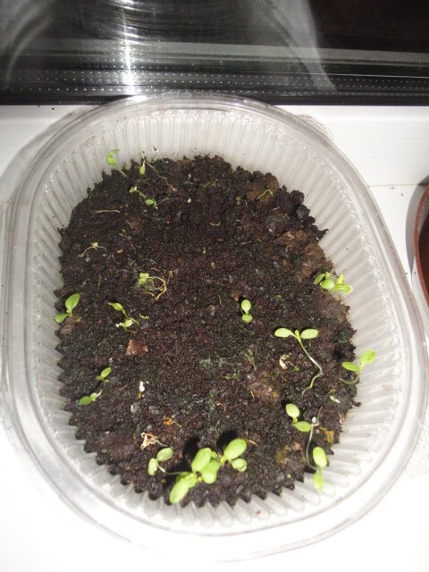 флоксы спустя 14 дней после посадки