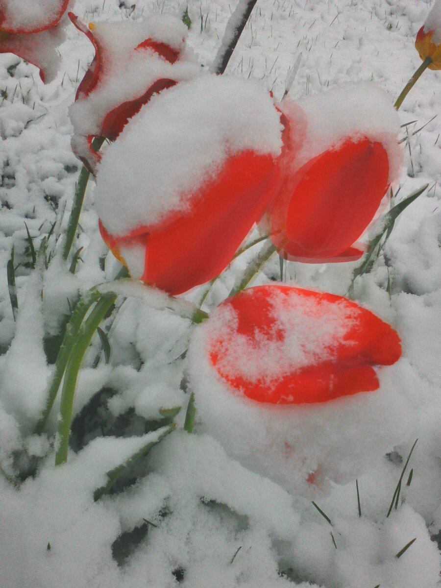 тюльпаны в снегу редкое зрелище.