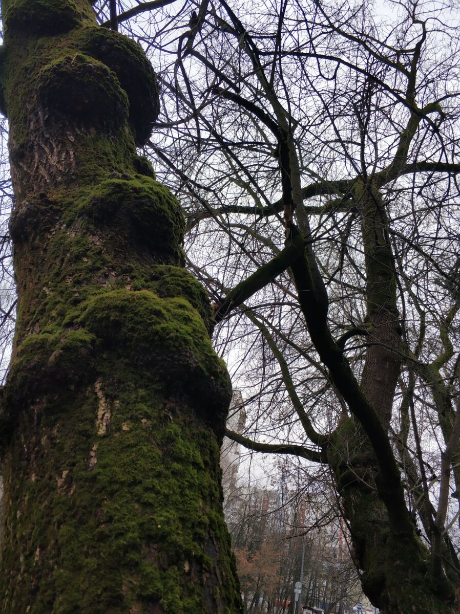 Городское дерево, едва ли эти наросты признаки здоровья. Точно также наша психика.