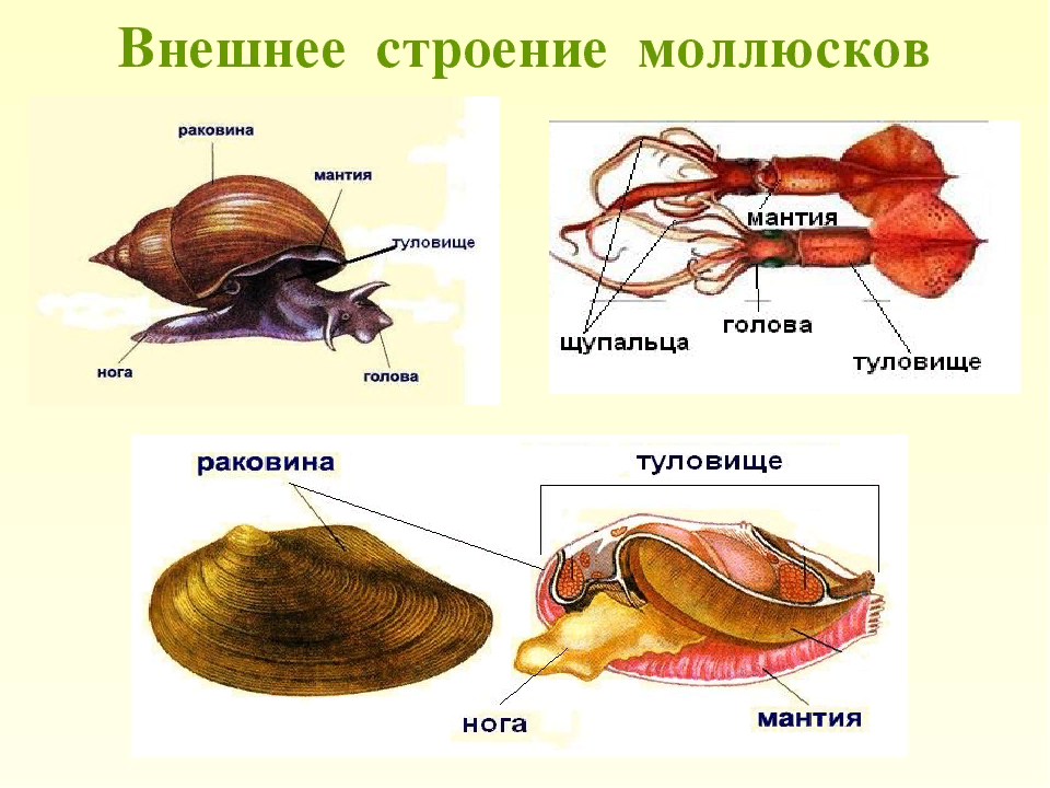 Строение беззубки моллюски. Беззубка обыкновенная строение. Улитка беззубка. Перловица беззубка прудовик катушка. Раковина беззубки рисунок.