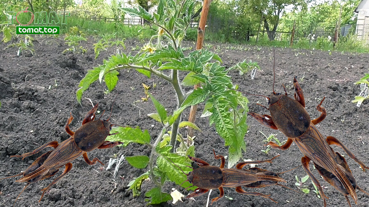 Медведка на томатах – как обнаружить и как бороться