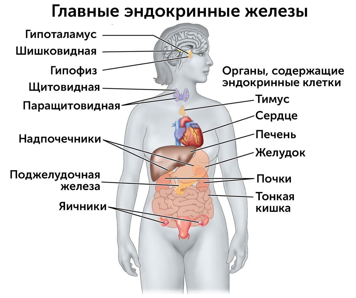 Картинки системы эндокринной системы