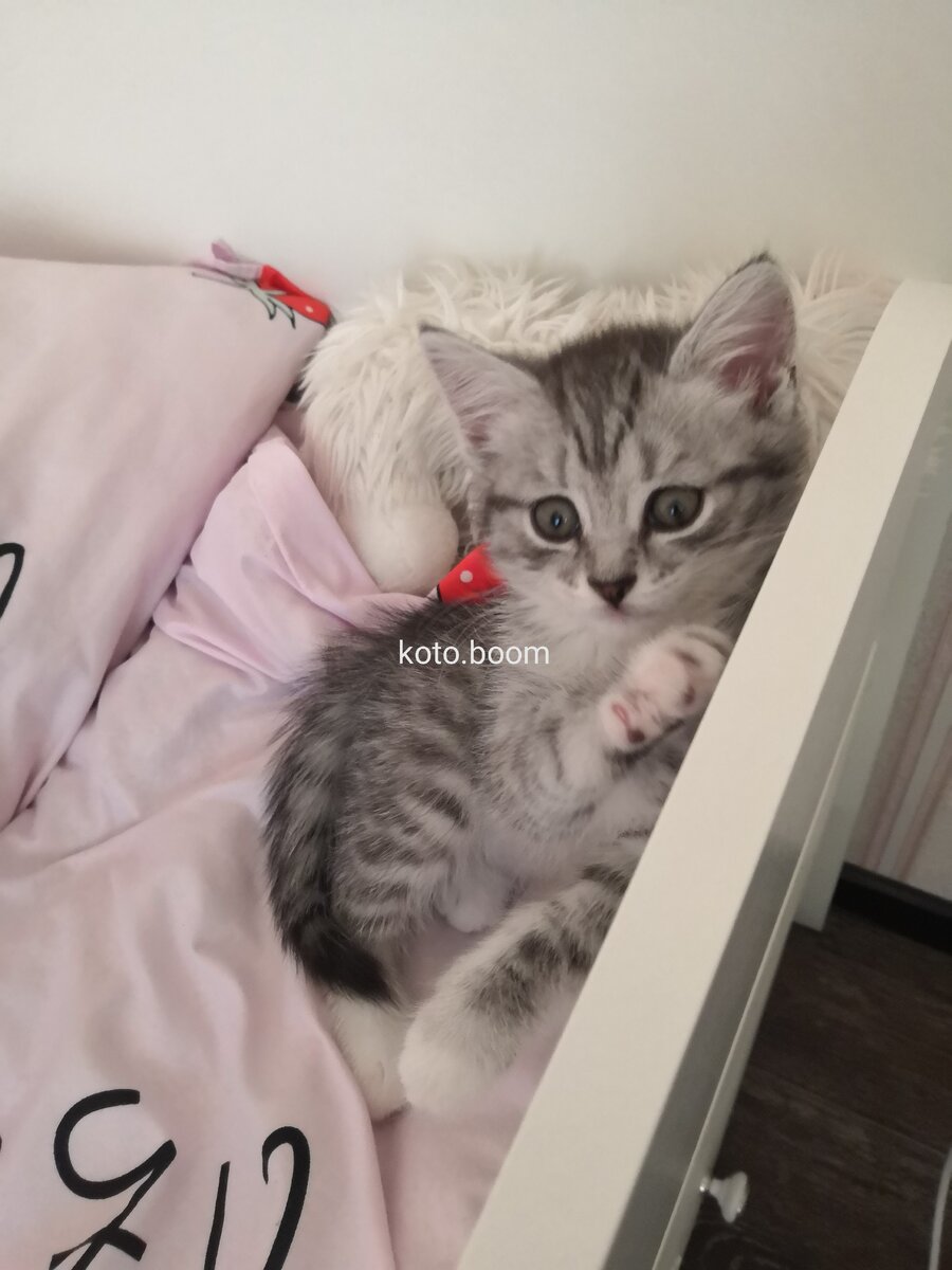 шотландский котенок Ириска