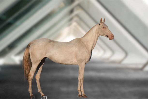 Ахалтекинская порода лошади, красива неправда ли?