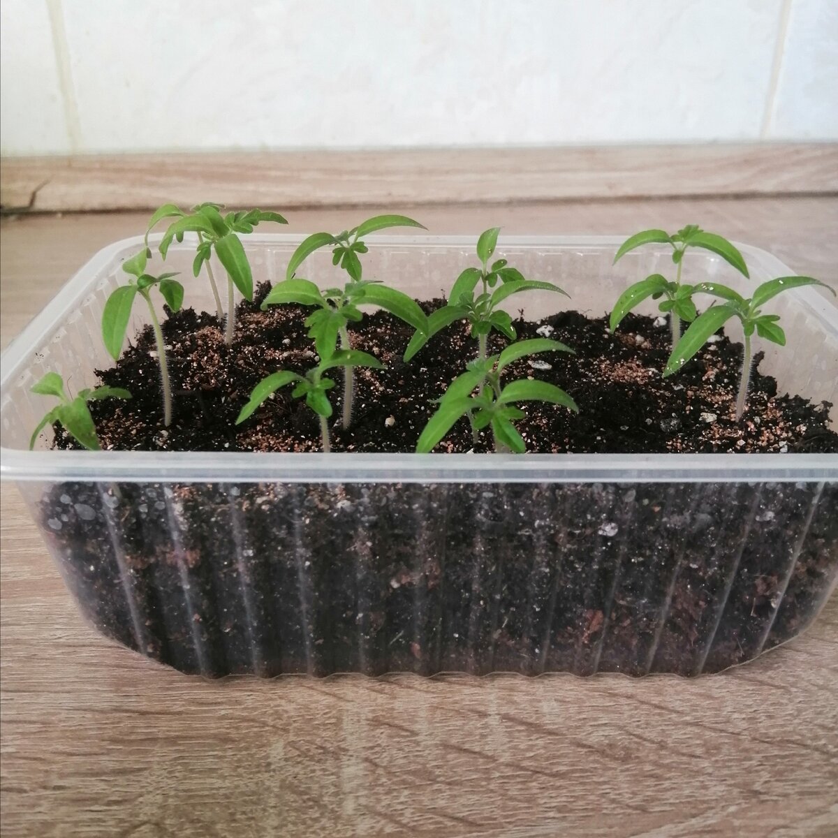 Фото автора. Томаты