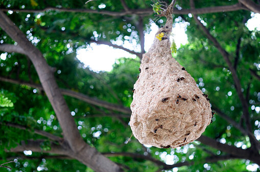 Домик на дереве