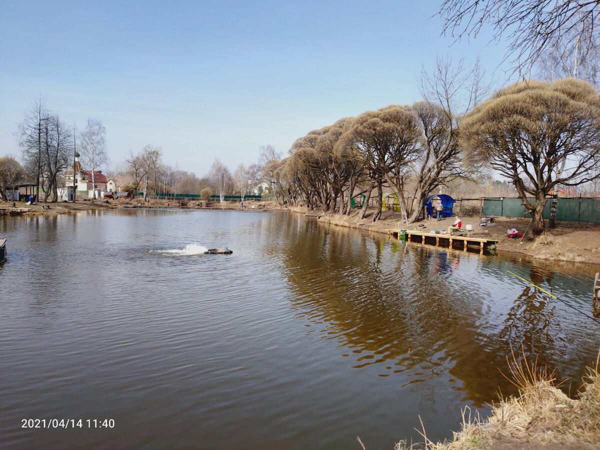 Пруд "Тарасовка" правый берег.