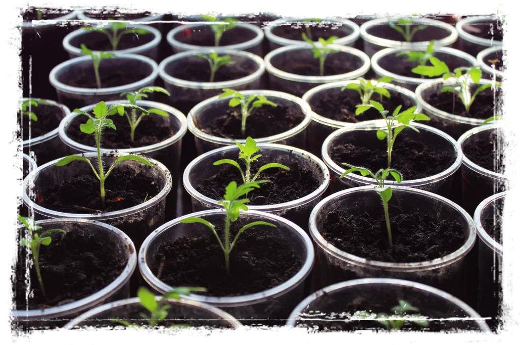 Рассада помидор. Яндекс картинки в свободном доступе.