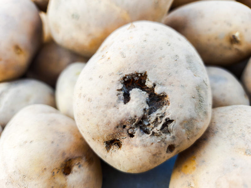 Картофель. Иллюстрация для статьи используется по стандартной лицензии ©ofazende.com