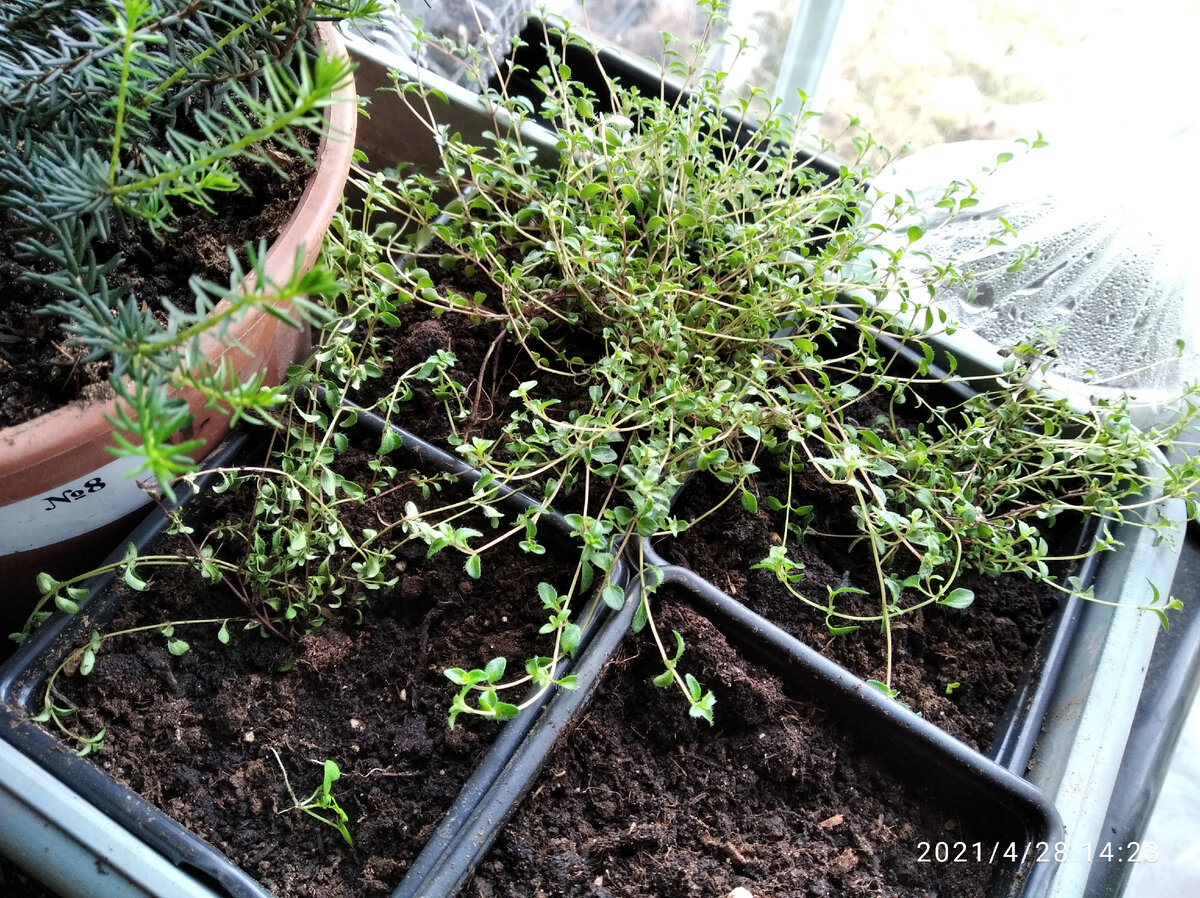 Купила 1шт. к высадке будет 3шт. Фото Загородные идеи.