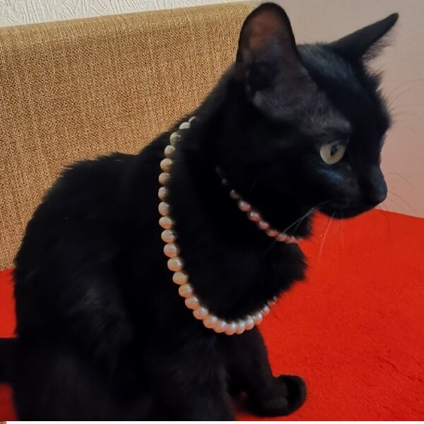 Наша королева