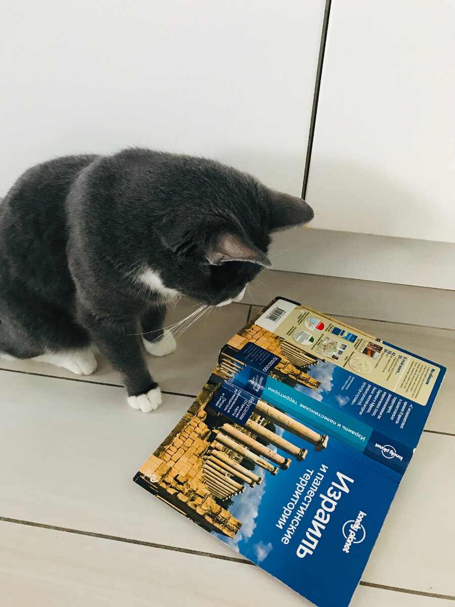 Бон-Бон зрит в корень