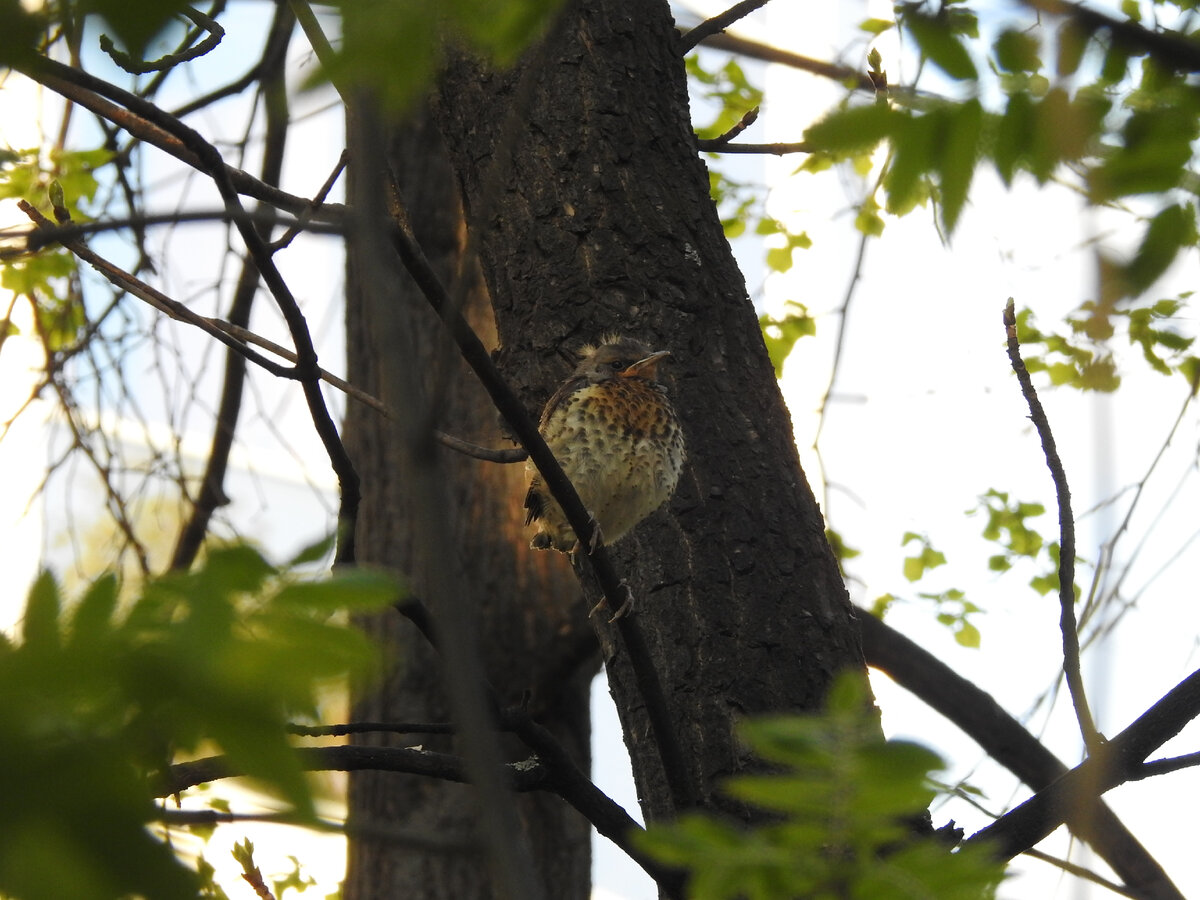 Слёток рябинника, 12 мая 2021 года
