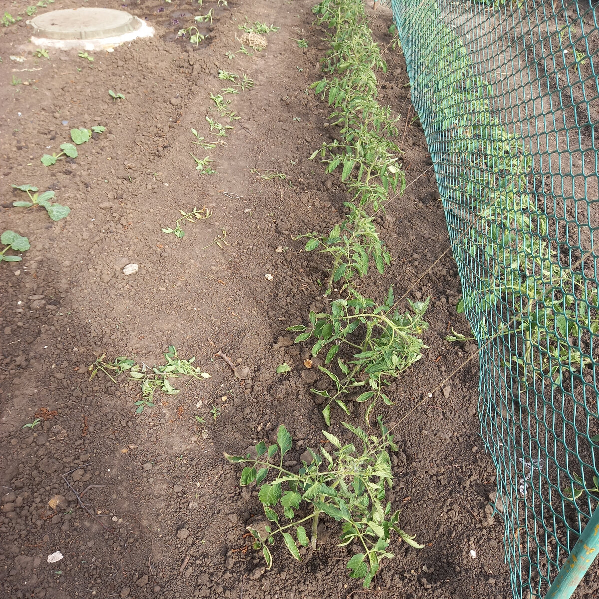 Одну сторону грядки уже пасынковала. Фото автора