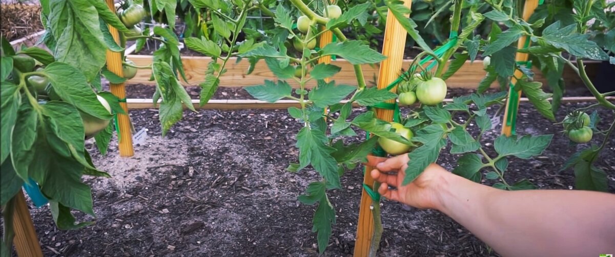 Зреющие помидорки. 