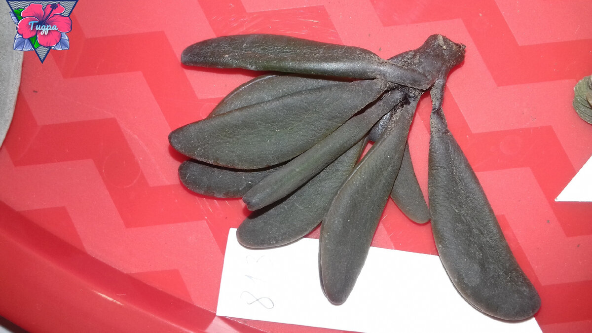 Личное фото